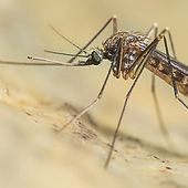 West Nile, virus trovato in due uccelli selvatici in Valle West Nile, virus trovato in due uccelli selvatici in Valle