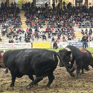Dermatite nodulare, le Batailles de Reines si fermano