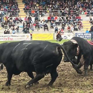 Suisse mette in fuga un'avversaria