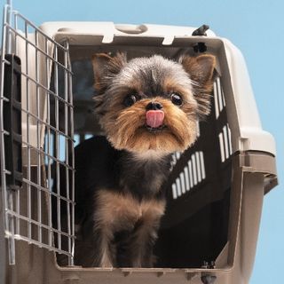 L’Europa cambia rotta; stop alla vendita di cani e gatti nei negozi e obbligo di microchip per tutti