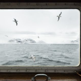 Fulmari fotografati dalla finestra della M/S Mälmo, Tempelfjorden