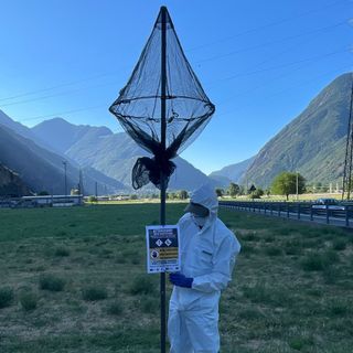 Scarabeo giapponese, completata l'installazione delle 188 trappole 'Attract &amp; Kill'