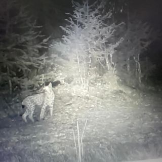 Confermato avvistamento di una lince nel Parco del Gran Paradiso VIDEO