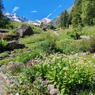Uno scorcio di Paradisia (photo credit qui e nel testo, Andrea Mainetti)