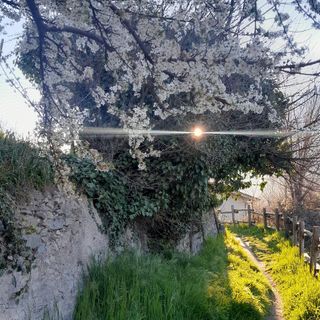 Risorgere e rifiorire, 2025