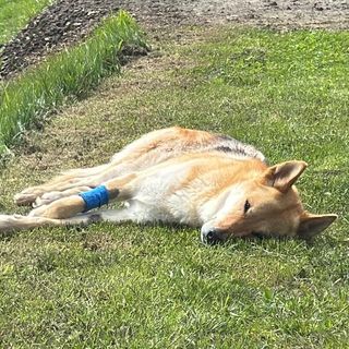 'Stava attaccando un capriolo'; è stata la Forestale a sparare al cane Tomo