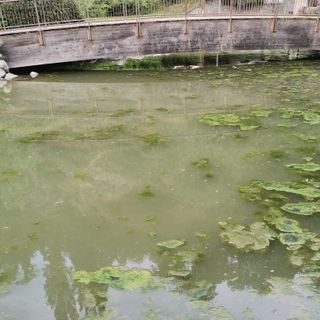 Così l'acqua dei laghetti questo pomeriggio (cliccare sull'immagine per avviare la gallery)