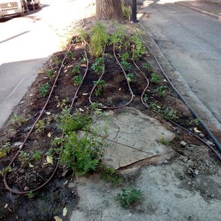 Lettera aperta al sindaco di Aosta, 'per il verde serve cura'