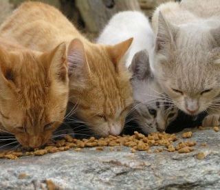 'Stretta' della Regione sulla gestione Avapa dei gatti randagi o vaganti