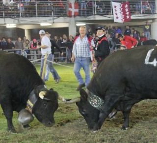 Pubblicato il calendario 2024 delle Batailles de Reines