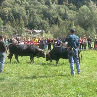 Batailles de Reines, si riprende oggi al Col de Joux