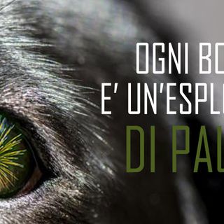 Capodanno; i botti uccidono 5000 animali in Italia ogni anno