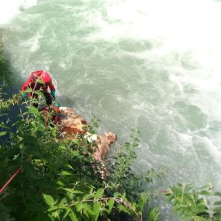 Bovino cade e muore nell'Evançon, recupero dei Vigili del fuoco
