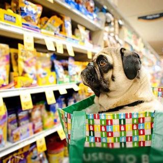 Come leggere le etichette dei cibi per i nostri animali - Video incluso