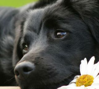 Giornata Mondiale del Cane; ricordiamo oggi la presenza che ci accompagna da sempre