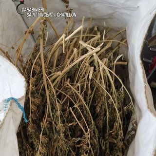 Marijuana sequestrata a Nus, il decreto-sicurezza mette a rischio macero anche 800 chili di 'legale'