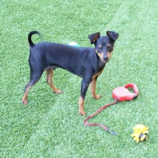 Charlie felice in un prato, in una foto scattata recentemente