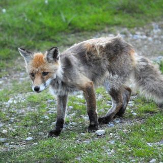 Il cimurro si estende tra gli animali selvatici in Valle