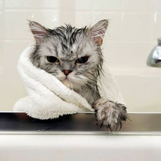 Devo davvero lavare il mio gatto?