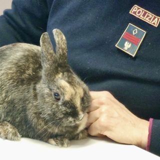 Coniglio nano smarrito e spaventato 'salvato' dalla polizia