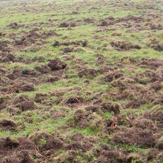 Danni da fauna protetta: aggiornati i risarcimenti e via libera all’esenzione