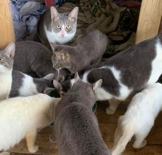 Verres, sequestrati o meglio 'salvati' 45 gatti costretti a vivere in un alloggio