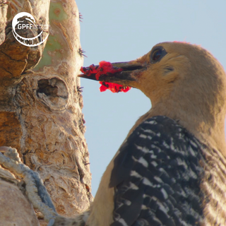 La 28esima edizione del Gran Paradiso Film Festival racconta 'le forme dell'intelligenza'