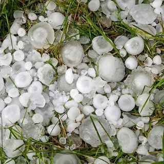 Grandinata sulla Plaine, danni alle vigne