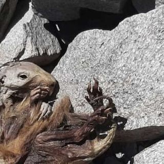 La marmotta rinvenuta sul ghiacchiao del Lyskamm nel 2022 è il più antico reperto mummiﬁcato d’Italia
