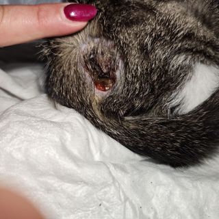 'Un gatto ferito lasciato senza soccorso dal gattile regionale'