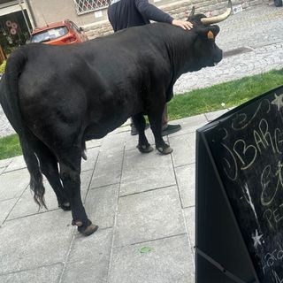 Saint-Vincent, mucca intraprendente 'socializza' all'ingresso del bar