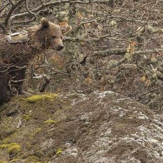 PhotoCredtis: Infoanimals