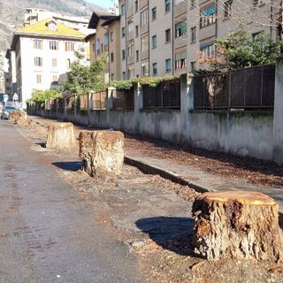 Aosta, rimosse le auto schiacciate dagli olmi caduti in via Pollio Salimbeni