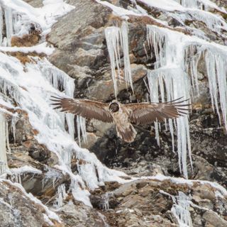 Montagna e tutela faunistica: a Cogne area gipeti 'off limits'
