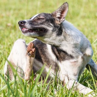 Parassiti e antiparassitari; cosa fare per difendere al meglio i nostri pets?