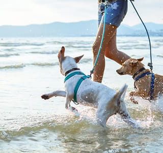 La vacanza 'Pet Friendly'