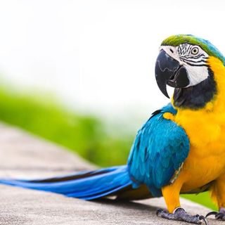 Hai un pappagallo? Allora attento a questi pericoli in casa