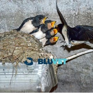 Come nutrire una rondine caduta dal nido?