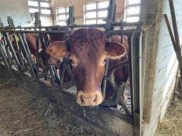 Alpeggi 2026, vaccinazione obbligatoria per i bovini da fuori regione