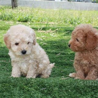 Allevava in alloggio 21 barboncini in condizioni precarie; cani sequestrati e proprietaria denunciata