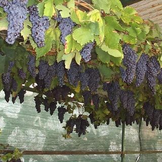 Aperti fino al 31 marzo i termini per richiedere l’autorizzazione ai nuovi impianti viticoli