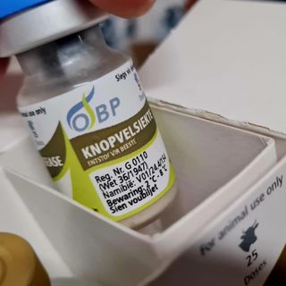 Iniziata questa mattina la vaccinazione antidermatite per 38.000 bovini valdostani