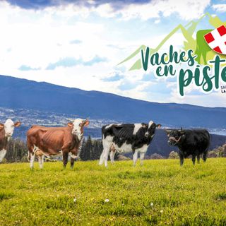 La Valle d'Aosta a 'Vaches en piste' per valorizzare l'allevamento in territorio alpino