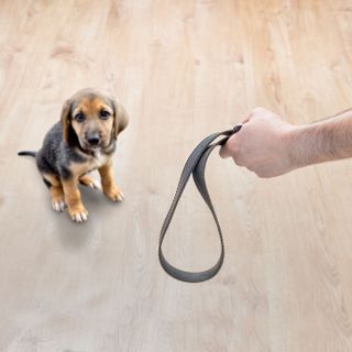 La violenza contro gli animali da oggi è un delitto 'diretto'