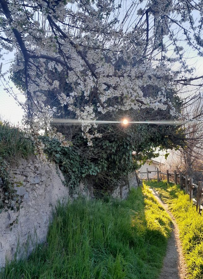 Risorgere e rifiorire, 2025 Risorgere e rifiorire, 2025