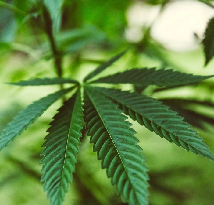 VdA Aperta, il governo Meloni dichiara guerra agli agricoltori della cannabis light