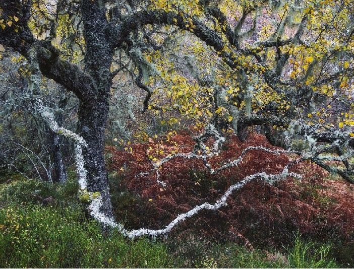 Old Man of the Glen by Fortunato Gatto, Italy, Wildlife Photographer of the Year. Winner, Plants and Fungi