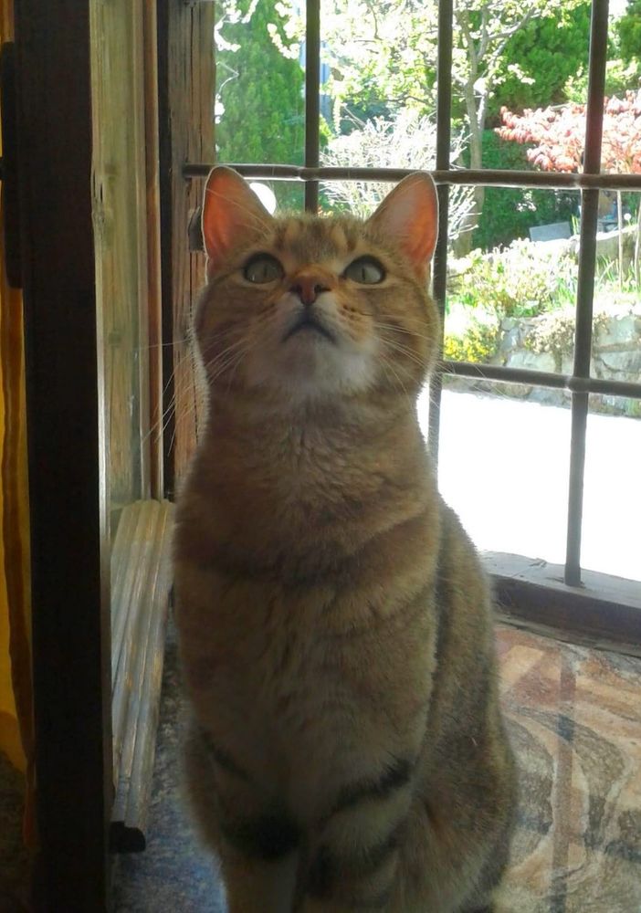 Oggi è la Giornata mondiale del gatto