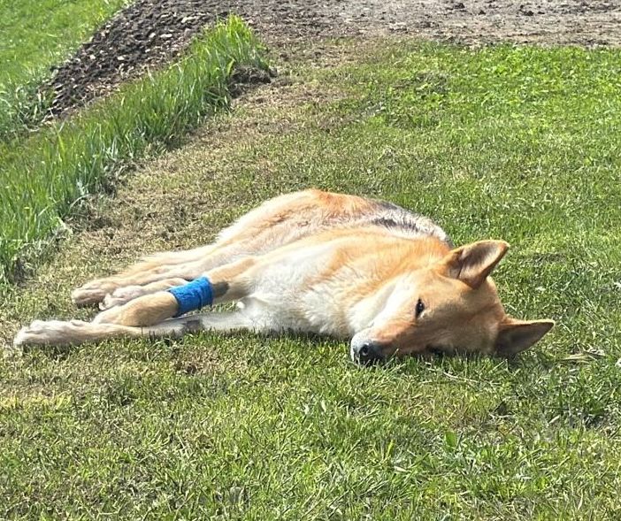 'Stava attaccando un capriolo'; è stata la Forestale a sparare al cane Tomo