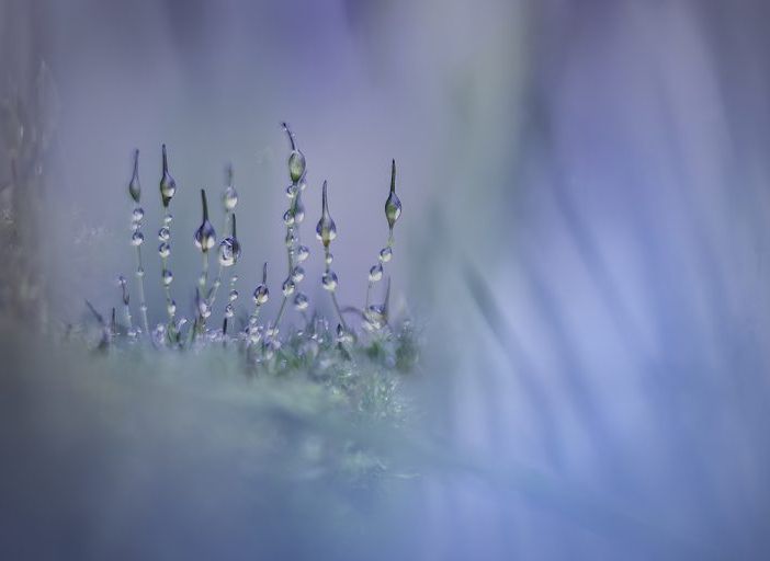 © Piet Haaksma, Mosses, vincitore categoria Plants, CUPOTY 6